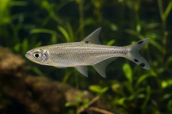 Micralestes acutidens Afrykańska tetra z ostrymi zębami