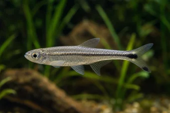 Micralestes elongatus Zwężana afrykańska tetra