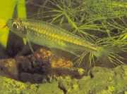 Micralestes humilis Afrykańska tetra z czer...