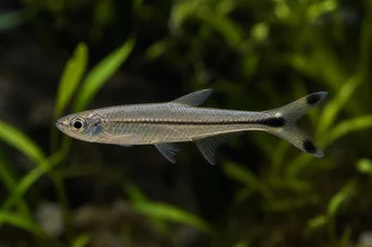 Micralestes humilis Afrykańska tetra z czerwonymi płetwami