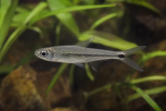 Micralestes occidentalis Zachodnia afrykańska tetra