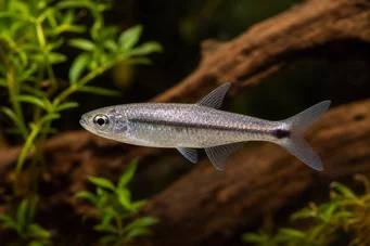 Micralestes stormsi Czerwona Tetra z Kongo True
