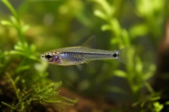 Microrasbora kutobai Zielony neon