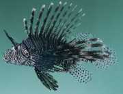 Milles de pterois Ryba Skorpiona