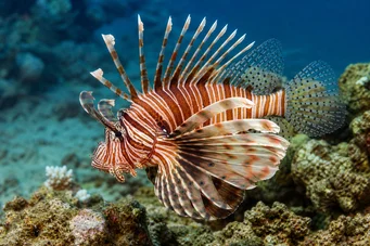 Milles de pterois Ryba Skorpiona