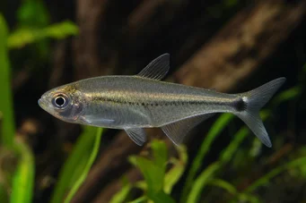 Mimagoniates lateralis Tetra-glande z zakazem