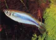 Mimagoniates microlepis Małe skale tetra-barberos