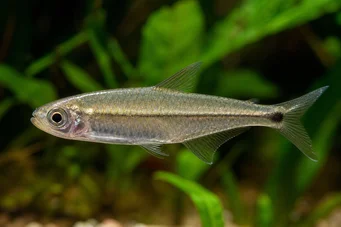Mimagoniates microlepis Małe skale tetra-barberos