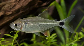 Moenkhausia oligolepis Moenkhausia z czerwonymi oczami