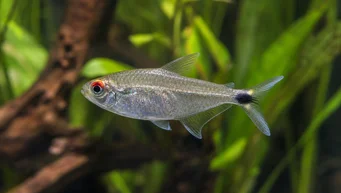 Moenkhausia sanctaefilomenae Moenkhausia z czerwonymi oczami