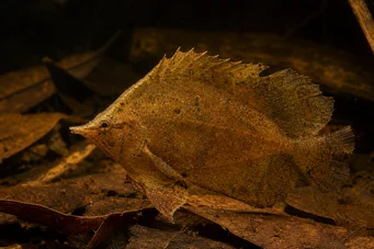 Monocirrhus polyacanthus Strażak