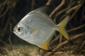Monodactylus argenteus Moon Fish