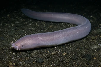 Myxine glutinosa Wspólna myksina