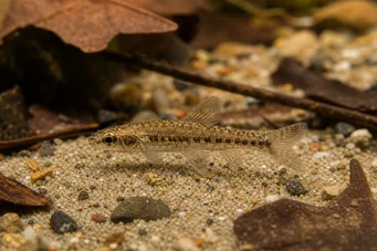 Nannocharax parvus (Duży pasek Nannocharax)