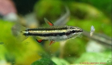 Nannostomus marginatus Ryba ołówkowa krasnolu...