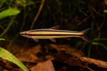 Nannostomus marginatus (Ryba ołówkowa krasnoludku)
