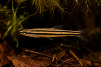 Nannostomus trifasciatus (Trzypasmowe ryby ołówkowe)