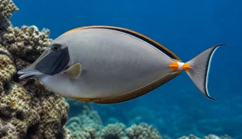 Naso lituratus (Nosowe ostrogi pomarańczowe)