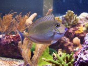 Naso Lopezi Smukły Naso