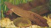 Neoceratodus forsteri Australijski Dipneuste, ...