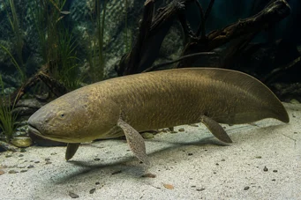Neoceratodus forsteri Australijski Dipneuste, Barramanda z Aust.