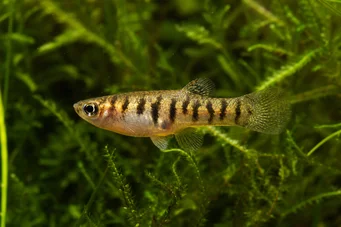 Neohaterandria elegans (Elegancka heterandria)