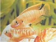 Neolamprologus brevis Brevis