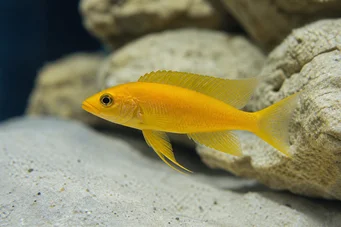 Neolamprologus leleupi (Cichlid cytryna)