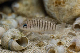 Neolamprologus multifasciatus (Prążkowany lamprologus)