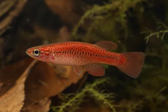 Neolebias ansorgii forme rouge