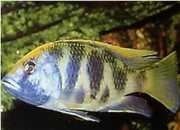 Nimbochromis venustus Venustus, Peacock Covery