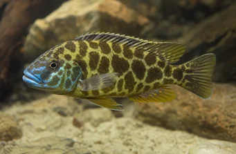Nimbochromis venustus (Venustus, Peacock Covery)