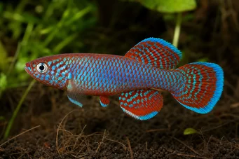 Nothobranchius rachovii (Rachov Notthobranche)