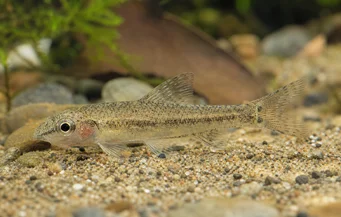 Odontocharacidium sp. aff. aphanes Zielony Tetragar