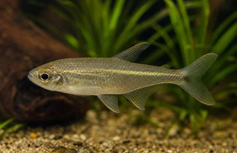 Odontostilbe fugitiva Fugitive Tetra