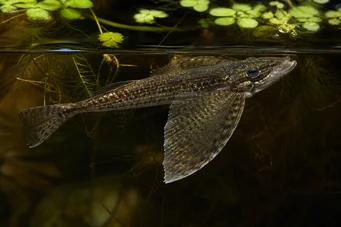 Pantodon buchholzi (Ryba motyli)