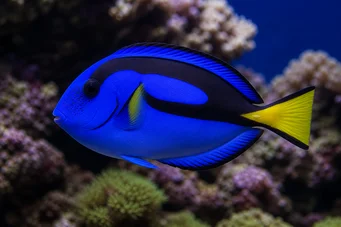 Paracanthurus hepatus (Niebieski chirurg)