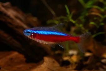 Paracheirodon axelrodi (Kardynał Tetra)