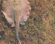 Paratrygon orbicularis Linia orbikularna