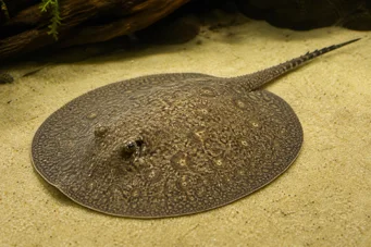 Paratrygon orbicularis