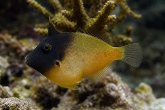 Pervagor melanocephalus (Ryba z czerwonym ogonem)