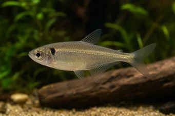 Phenacogaster pectinatus (Pectinatus, Złoty zespół Tetra)