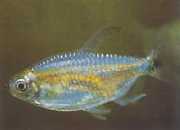 Phenacogrammus Congo II Tetra du congo cytryna