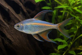 Phenacogrammus Congo II (Tetra du congo cytryna)