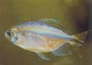 Phenacogrammus sp. Congo... Tetra du congo de bleher