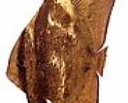 Platax orbicularis Ryba nietoperzy orbikula...