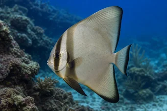 Platax orbicularis (Ryba nietoperzy orbikularna)