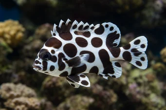 Plectorhinchus chaetodonoides (Arlequin Schemat Ryba)