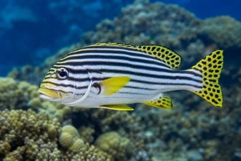 Plectorhynchus orientalis Oriental Gaterin