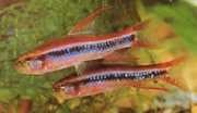 Poecilocharax weitzmani Charax de Weitzman, tetr...